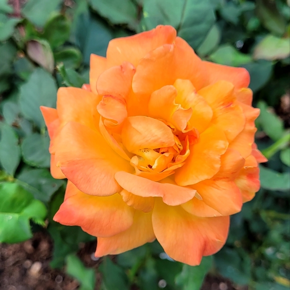 ALL $5.00 Starts, Unlisted Items Tops, Dress, Skirts, Pants & more - Picture 2 of 10